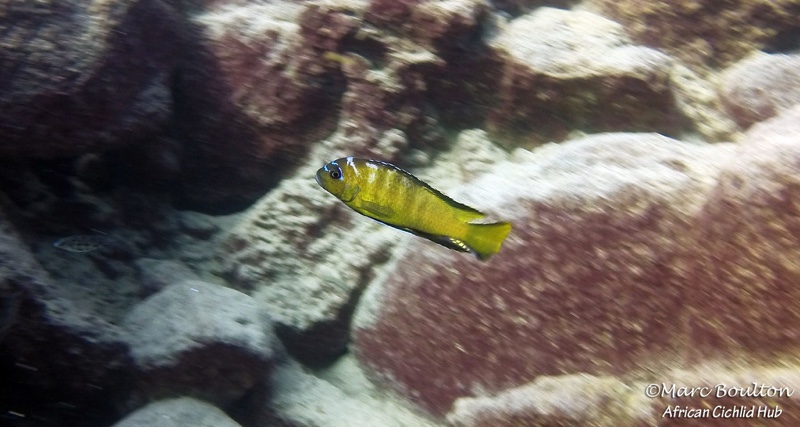 Maylandia usisyae 'Mara Rocks'